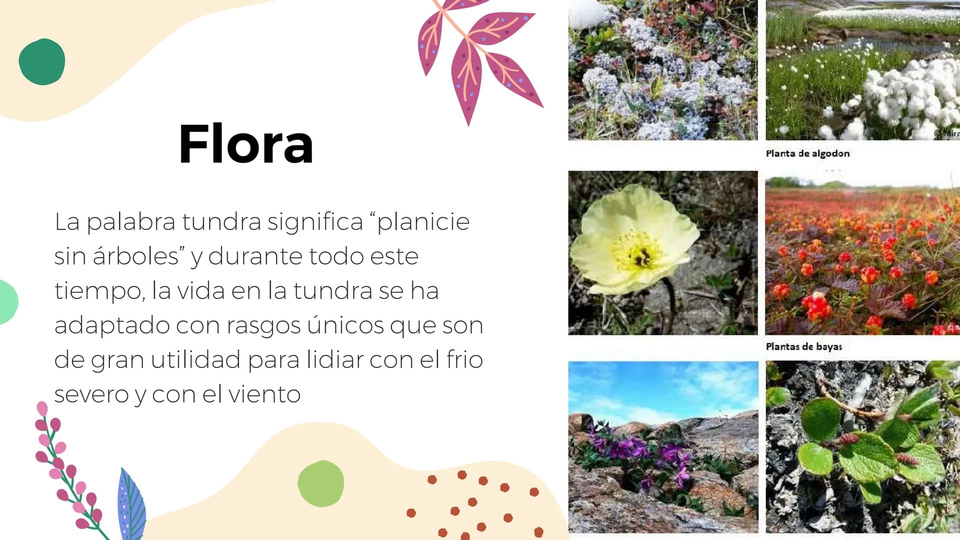 Tundra
Características, tipos, clima, flora y
fauna Características
Clima
sumamente frío
Poca
precipitación
Fuertes vientos
Suelo pobre en
n