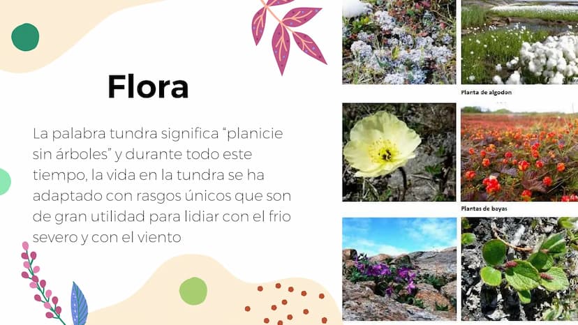 Tundra
Características, tipos, clima, flora y
fauna Características
Clima
sumamente frío
Poca
precipitación
Fuertes vientos
Suelo pobre en
n