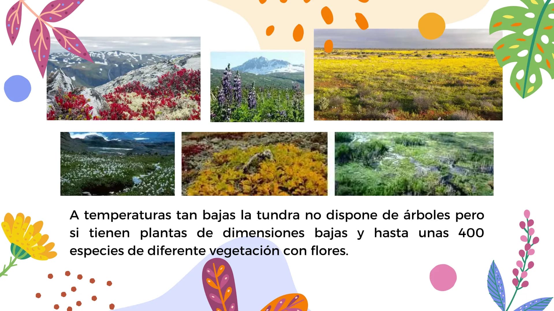 Tundra
Características, tipos, clima, flora y
fauna Características
Clima
sumamente frío
Poca
precipitación
Fuertes vientos
Suelo pobre en
n