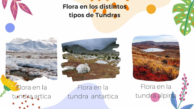 Tundra
Características, tipos, clima, flora y
fauna Características
Clima
sumamente frío
Poca
precipitación
Fuertes vientos
Suelo pobre en
n
