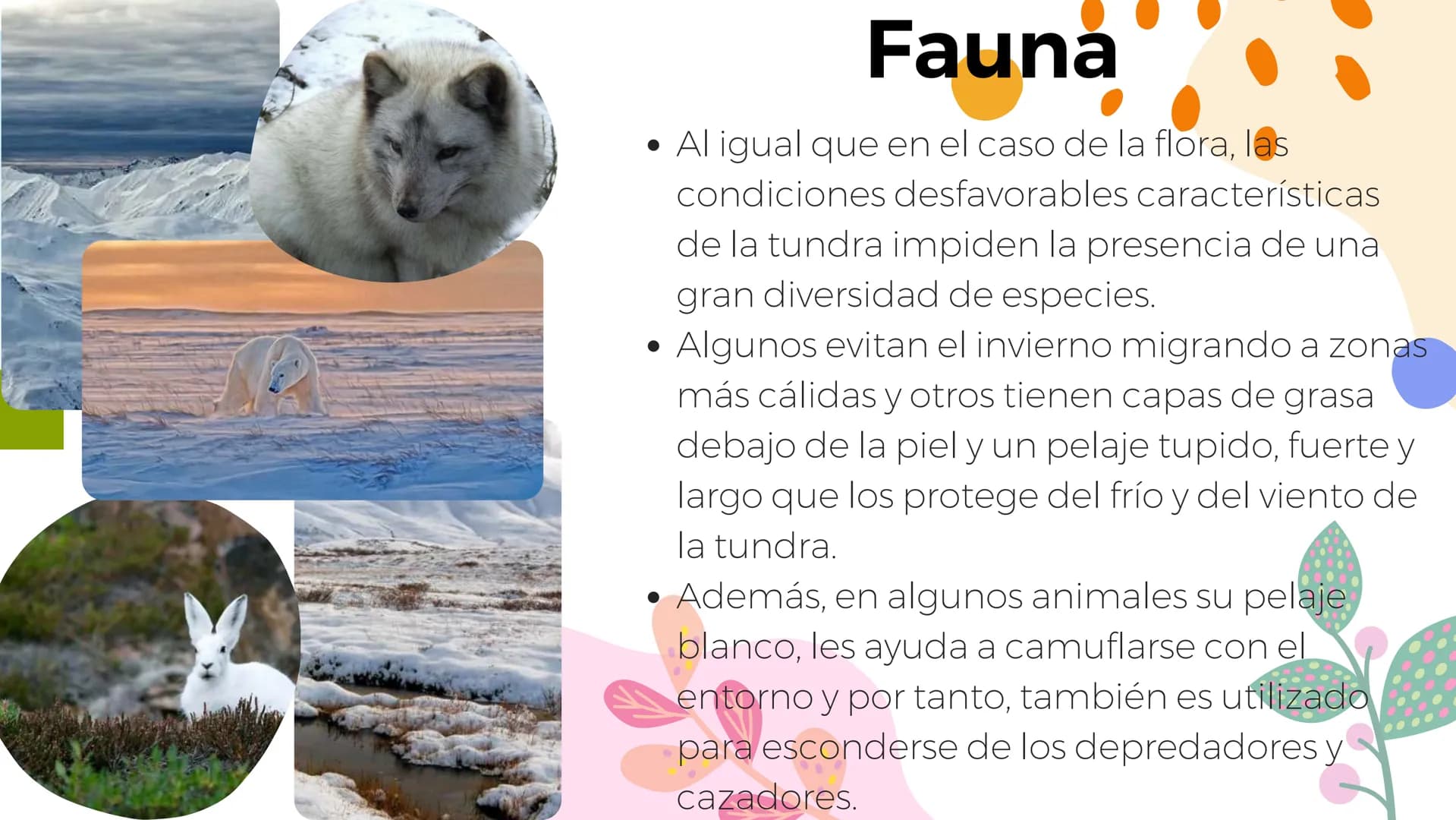 Tundra
Características, tipos, clima, flora y
fauna Características
Clima
sumamente frío
Poca
precipitación
Fuertes vientos
Suelo pobre en
n
