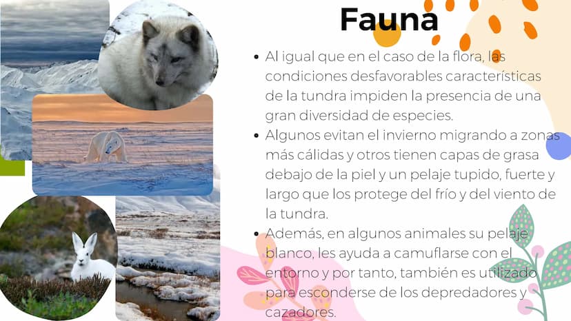 Tundra
Características, tipos, clima, flora y
fauna Características
Clima
sumamente frío
Poca
precipitación
Fuertes vientos
Suelo pobre en
n