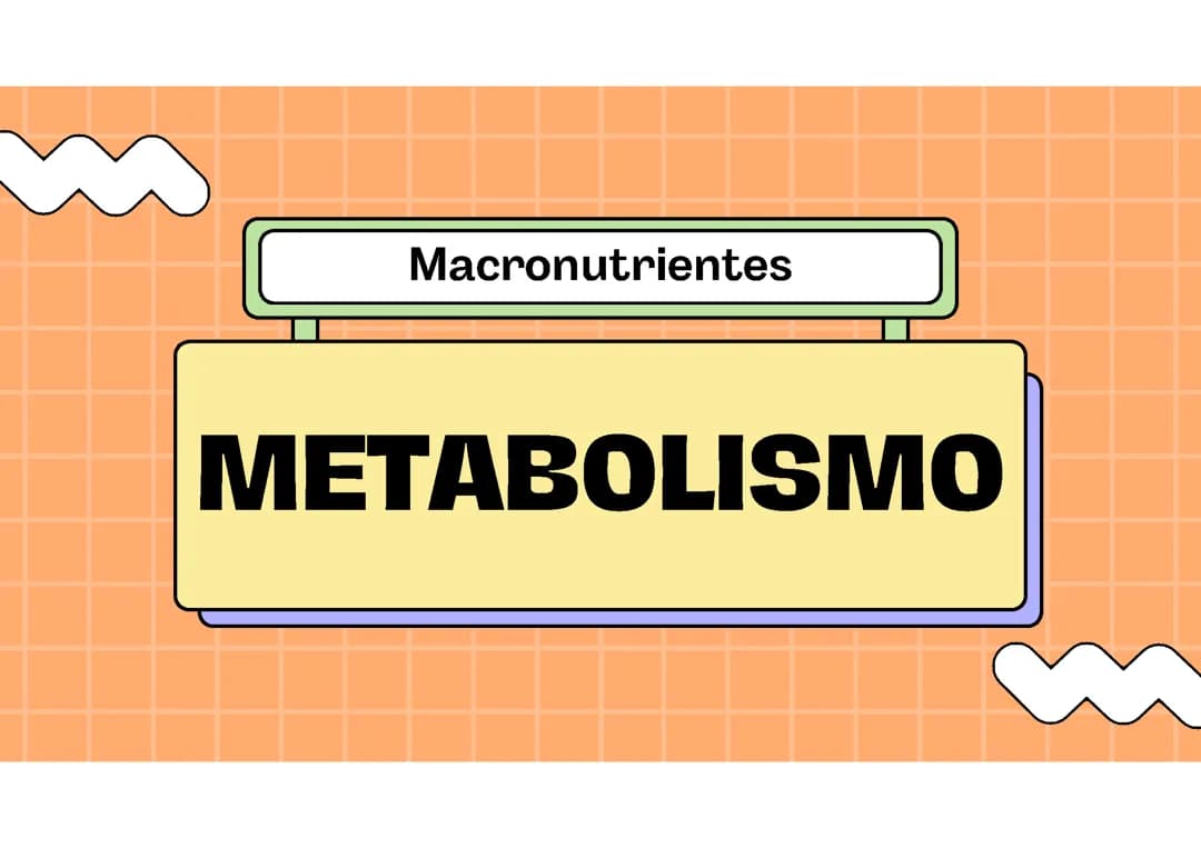Metabolismo de Macronutrientes 