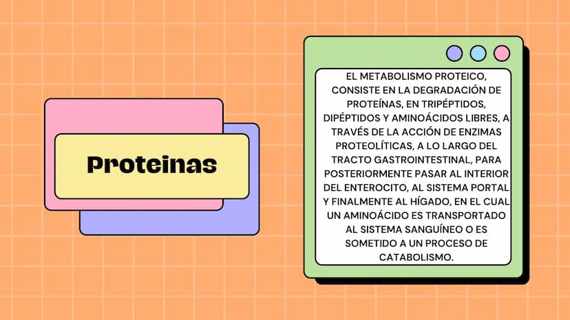 Macronutrientes
METABOLISMO Metabolismo carbohidratos
Se define como metabolismo
de los carbohidratos a los
procesos bioquímicos de
formació