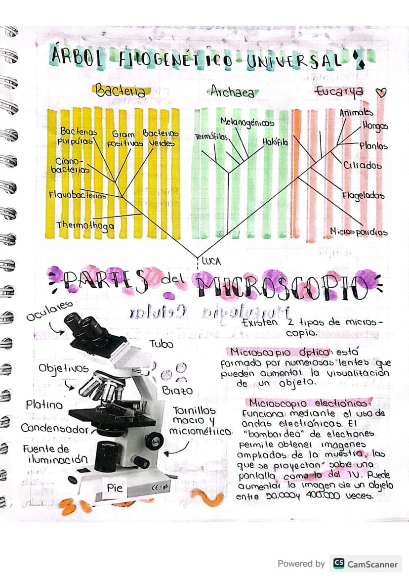 Nota del día:
microbiologia
de alimente
Es el estudio de células vivas microscopicas. Incluye: hongos,
bacterias, levaduras, nema todos, pro