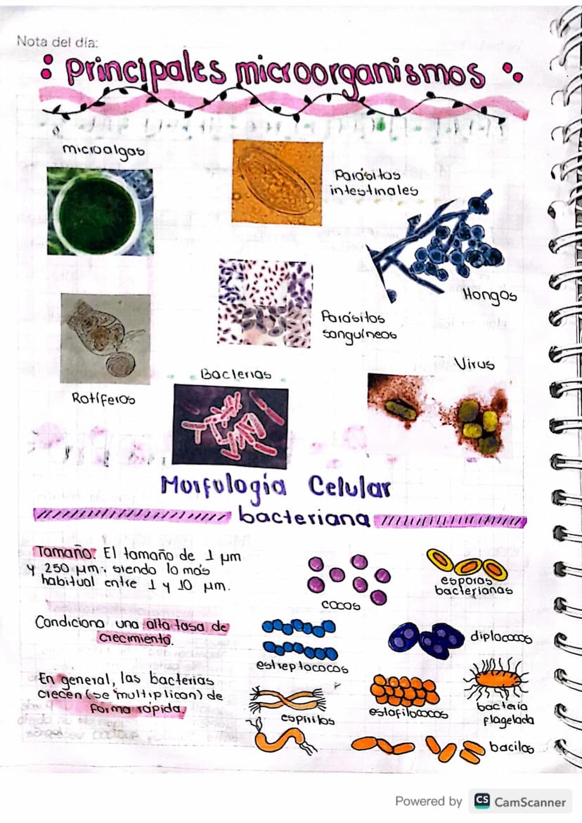 Nota del día:
microbiologia
de alimente
Es el estudio de células vivas microscopicas. Incluye: hongos,
bacterias, levaduras, nema todos, pro