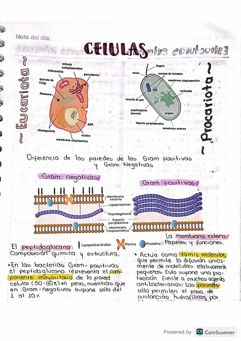 Nota del día:
microbiologia
de alimente
Es el estudio de células vivas microscopicas. Incluye: hongos,
bacterias, levaduras, nema todos, pro