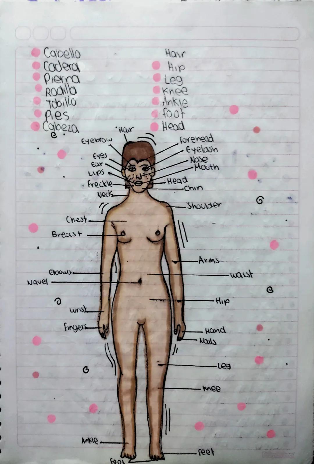 March 07th friday 2024

THE Human BODY

4
The lace.
* Boca
* Narz
* Labios
* Pestañas
* frente
* Ojas
* Menton
* Orejas
* cesas
* Mejillas
*