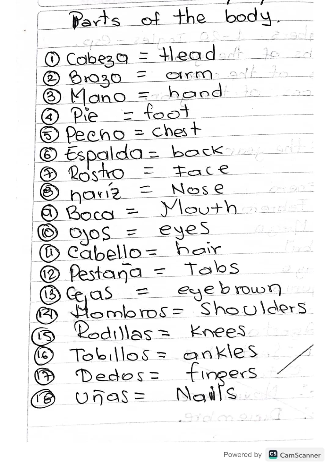 PARTES DEL CUERPO: INGLES