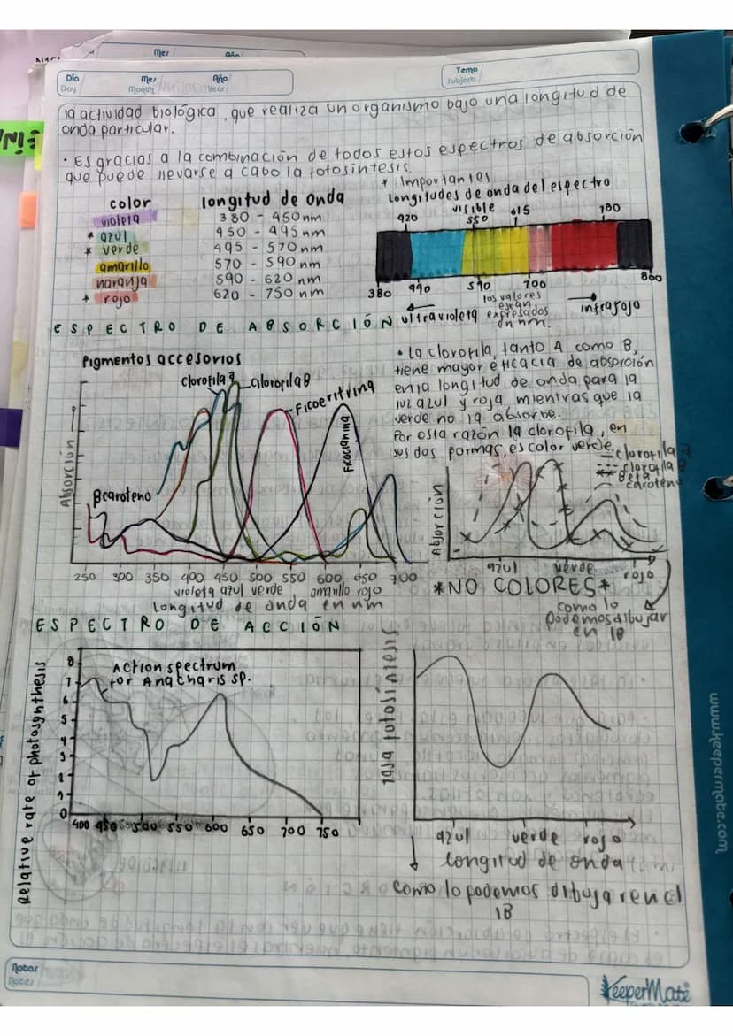 N15/4/P
10
Day
Mes
Month
Año
Year
ENLACE
PEPTIDICO
Dipeptido: Unión de dos aminoácidos
oligo peptidos unión de 3-10 aminoácidos
Polipeptidos
