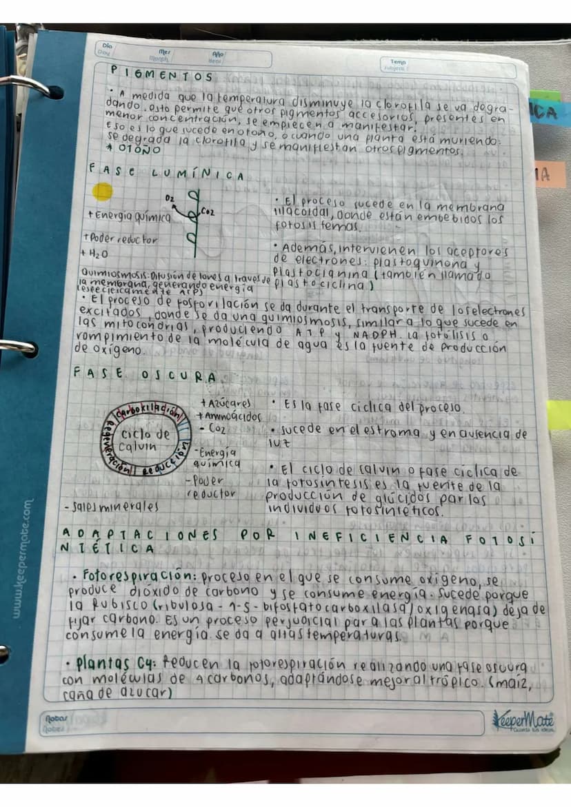 N15/4/P
10
Day
Mes
Month
Año
Year
ENLACE
PEPTIDICO
Dipeptido: Unión de dos aminoácidos
oligo peptidos unión de 3-10 aminoácidos
Polipeptidos