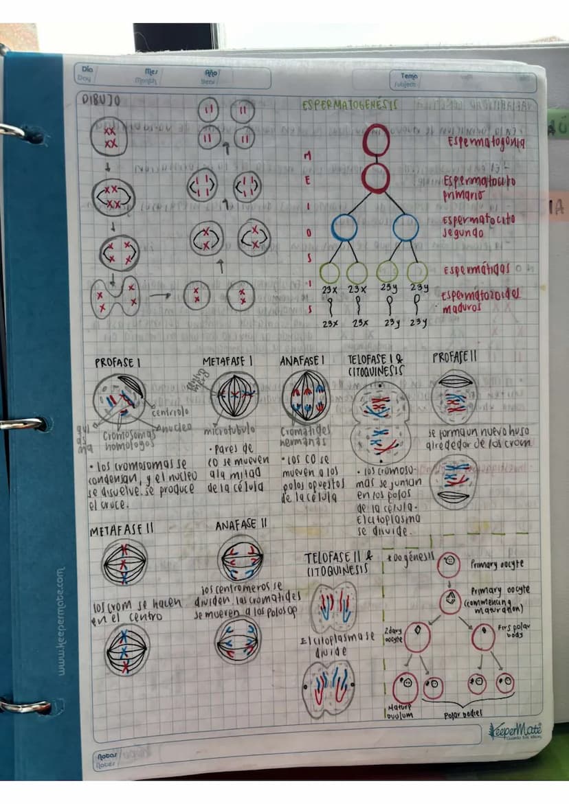 N15/4/P
10
Day
Mes
Month
Año
Year
ENLACE
PEPTIDICO
Dipeptido: Unión de dos aminoácidos
oligo peptidos unión de 3-10 aminoácidos
Polipeptidos