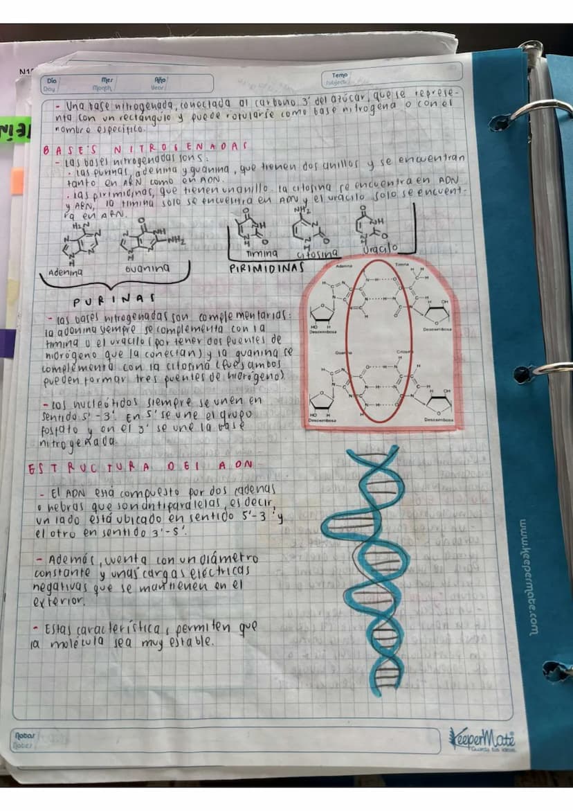 N15/4/P
10
Day
Mes
Month
Año
Year
ENLACE
PEPTIDICO
Dipeptido: Unión de dos aminoácidos
oligo peptidos unión de 3-10 aminoácidos
Polipeptidos