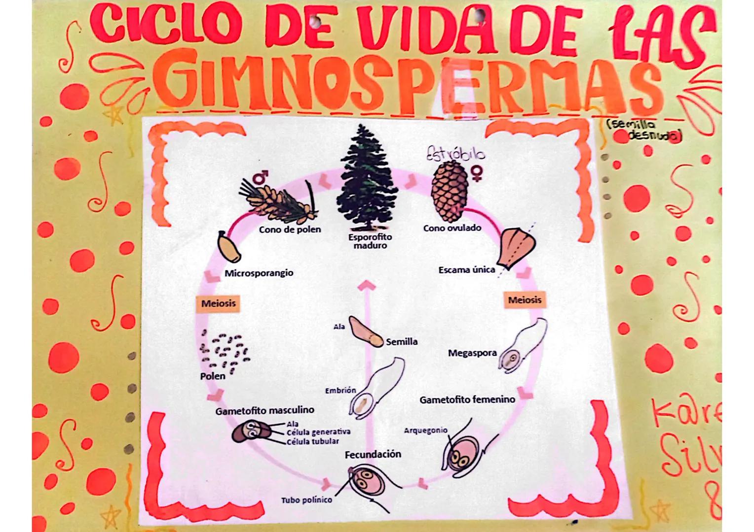 # CICLO DE VIDA DE LAS

GIMNOSPERMAS

Estróbilo

(Semilla
desnuda)

우

Cono de polen

Cono ovulado

Esporofito
maduro

Microsporangio

Meios