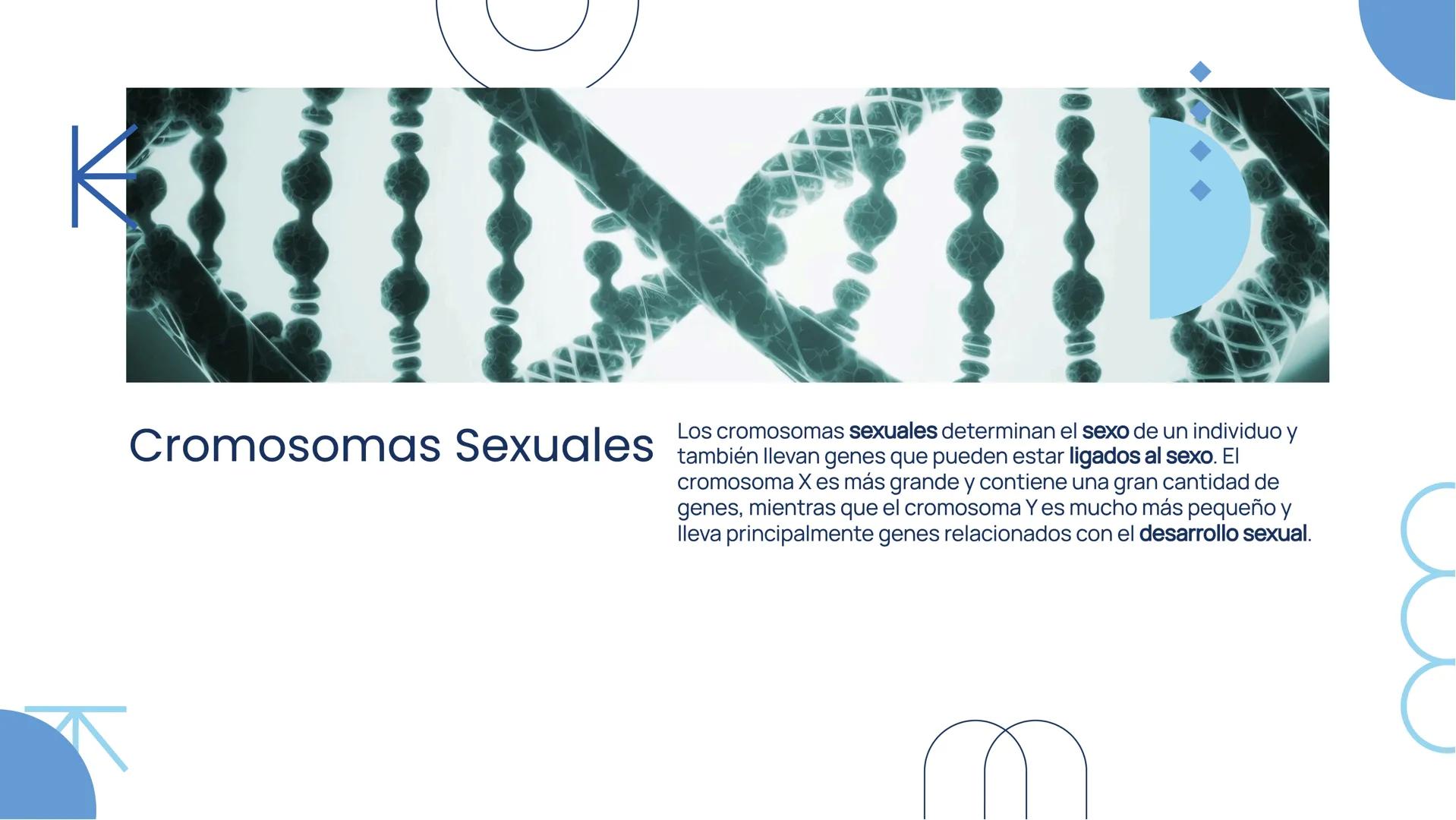 ### Herencia Ligada al
### Sexo: Mecanismos y
### Implicaciones
### Genéticas # Introducción

La herencia ligada al sexo se refiere a la tra