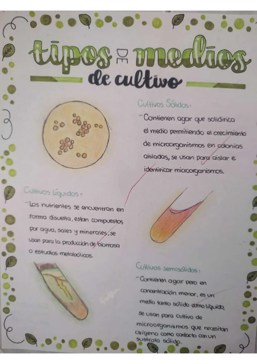 Tipos de Medios de Cultivo PDF: Medios Sólidos, Líquidos y más