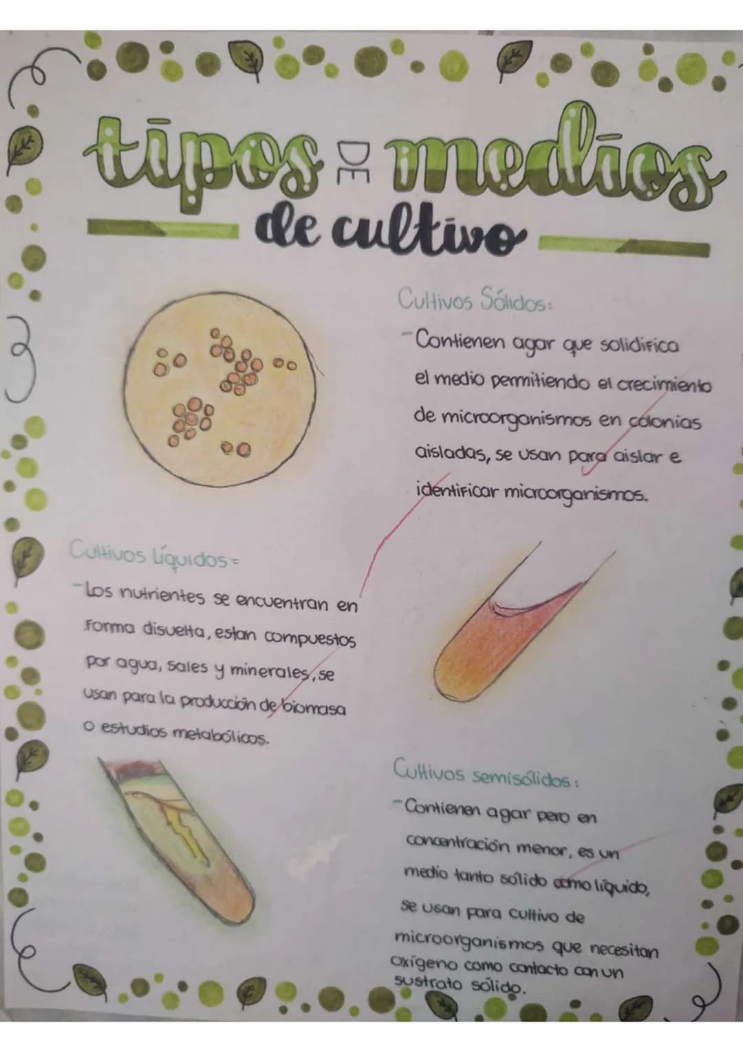 tipos & medios
de cultivo
00
Cultivos Sólidos:
Contienen agar que solidifica
el medio permitiendo el crecimiento
de microorganismos en colon