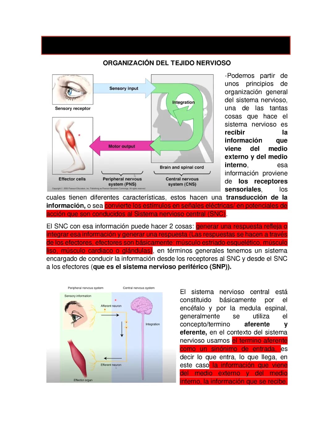 Sistema nervioso y tallo cerebral