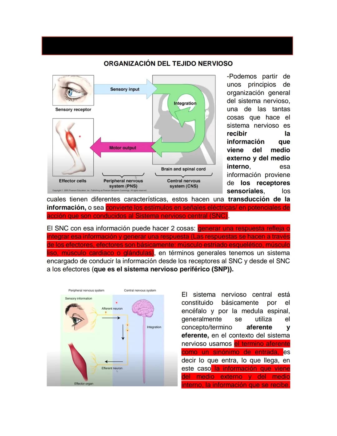Sensory receptor
ORGANIZACIÓN DEL TEJIDO NERVIOSO
Sensory input
Integration
-Podemos partir de
unos principios de
organización general
del s