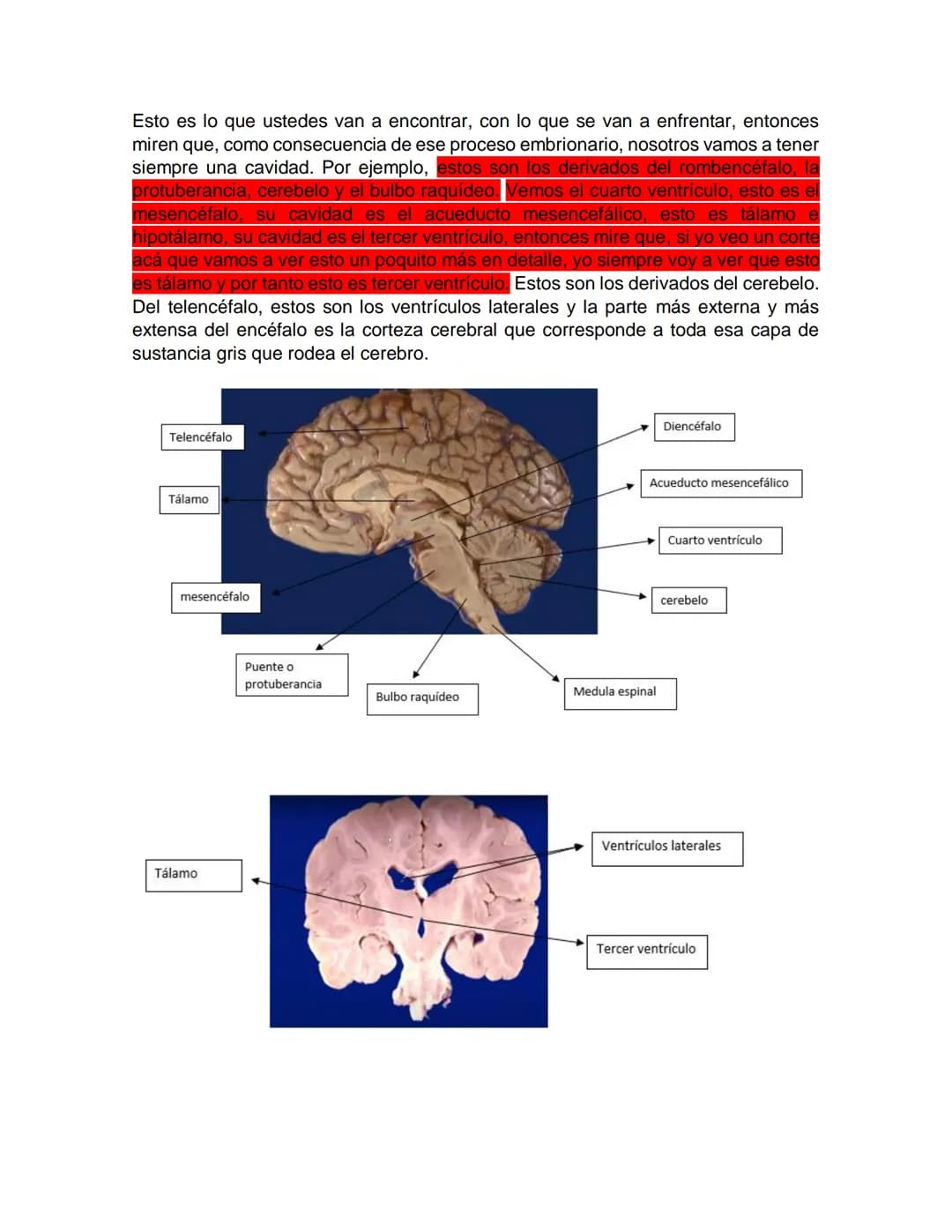 Sensory receptor
ORGANIZACIÓN DEL TEJIDO NERVIOSO
Sensory input
Integration
-Podemos partir de
unos principios de
organización general
del s