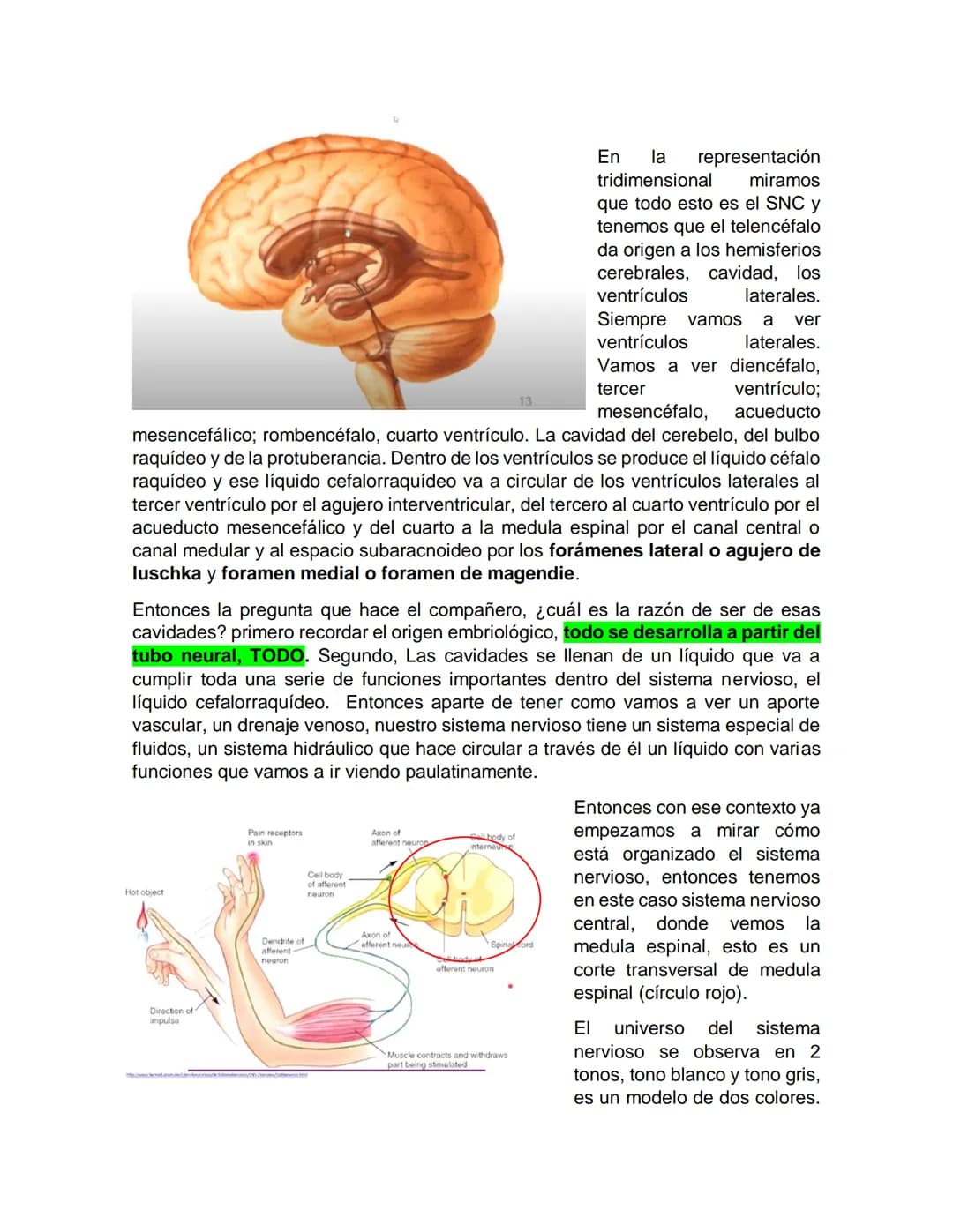 Sensory receptor
ORGANIZACIÓN DEL TEJIDO NERVIOSO
Sensory input
Integration
-Podemos partir de
unos principios de
organización general
del s