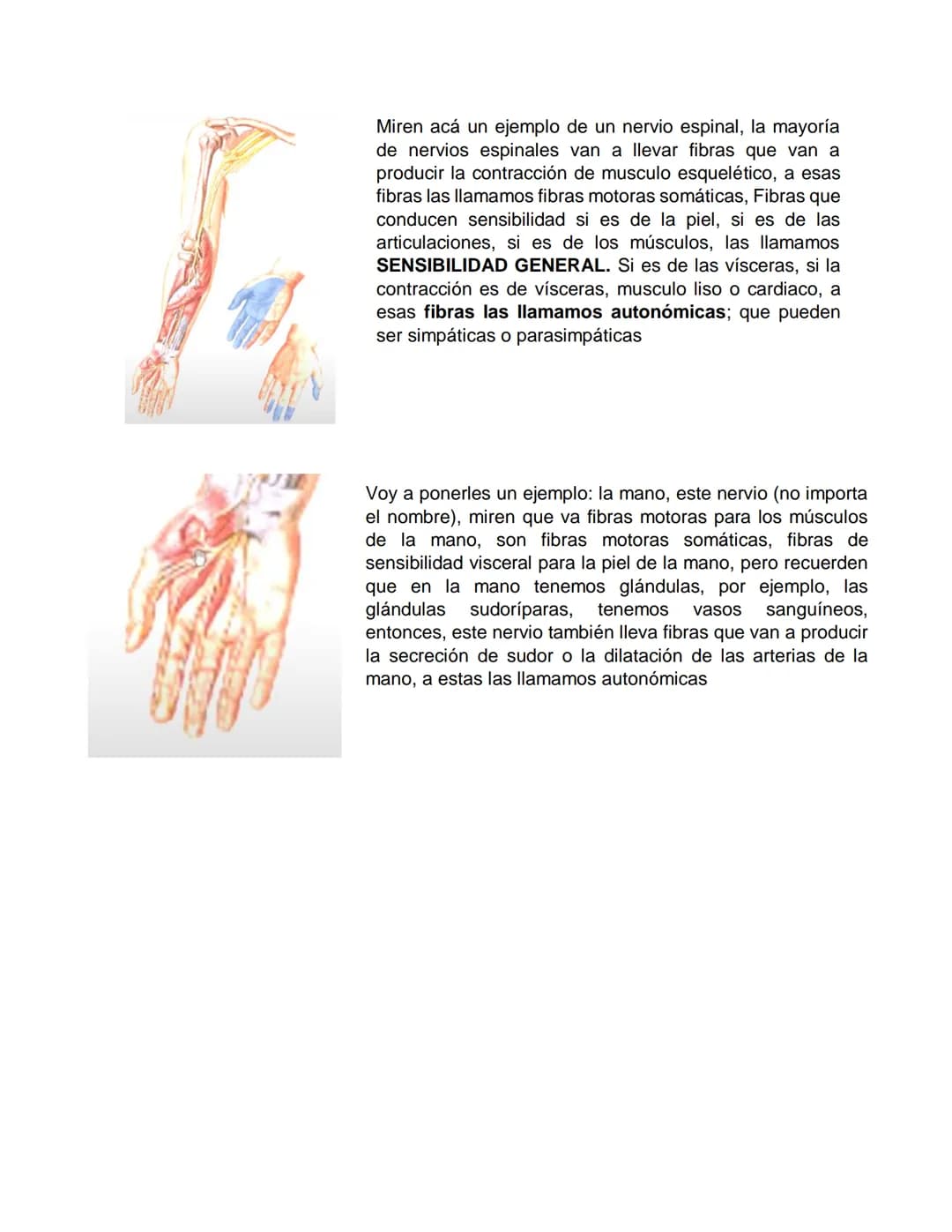 Sensory receptor
ORGANIZACIÓN DEL TEJIDO NERVIOSO
Sensory input
Integration
-Podemos partir de
unos principios de
organización general
del s
