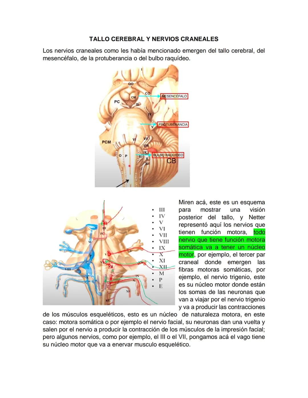 Sensory receptor
ORGANIZACIÓN DEL TEJIDO NERVIOSO
Sensory input
Integration
-Podemos partir de
unos principios de
organización general
del s