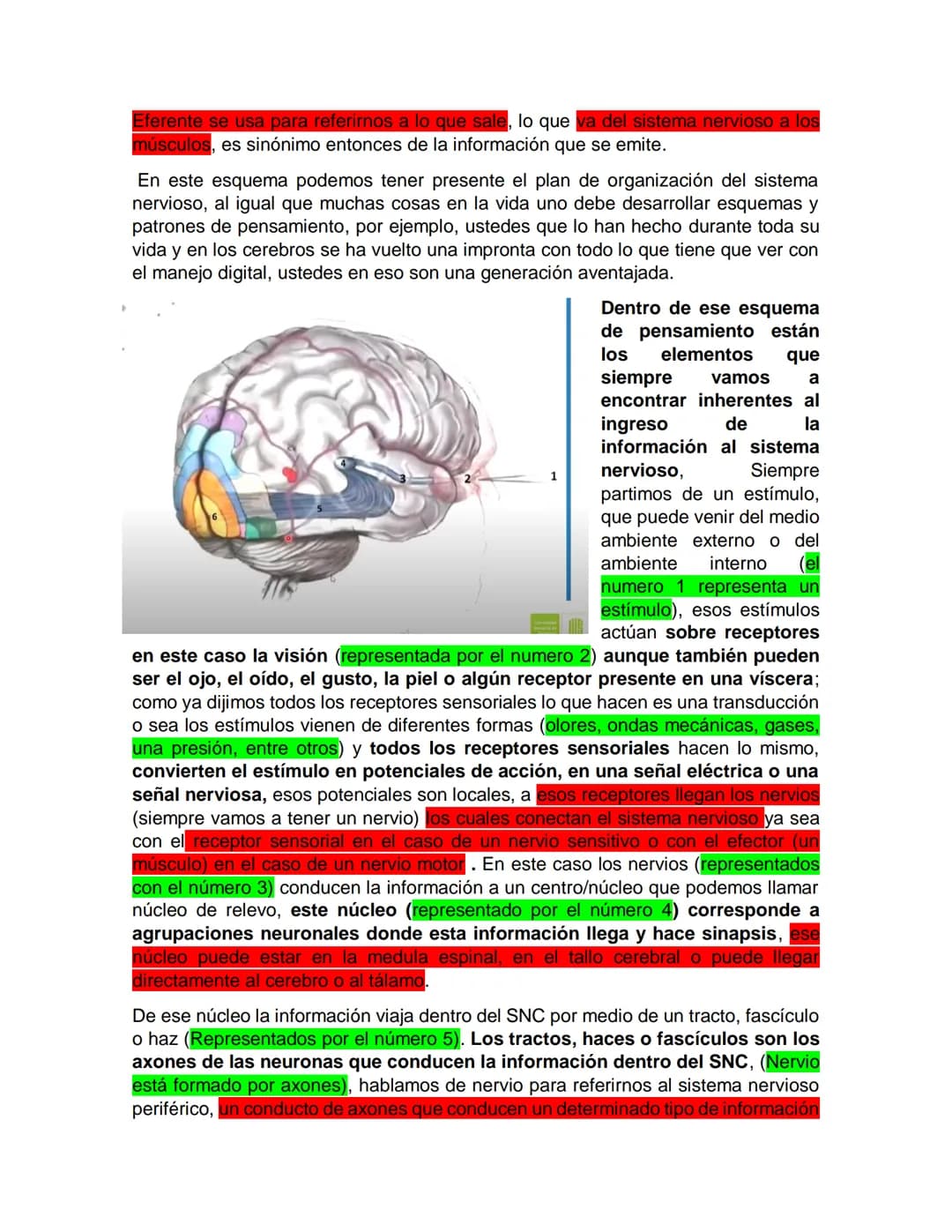 Sensory receptor
ORGANIZACIÓN DEL TEJIDO NERVIOSO
Sensory input
Integration
-Podemos partir de
unos principios de
organización general
del s