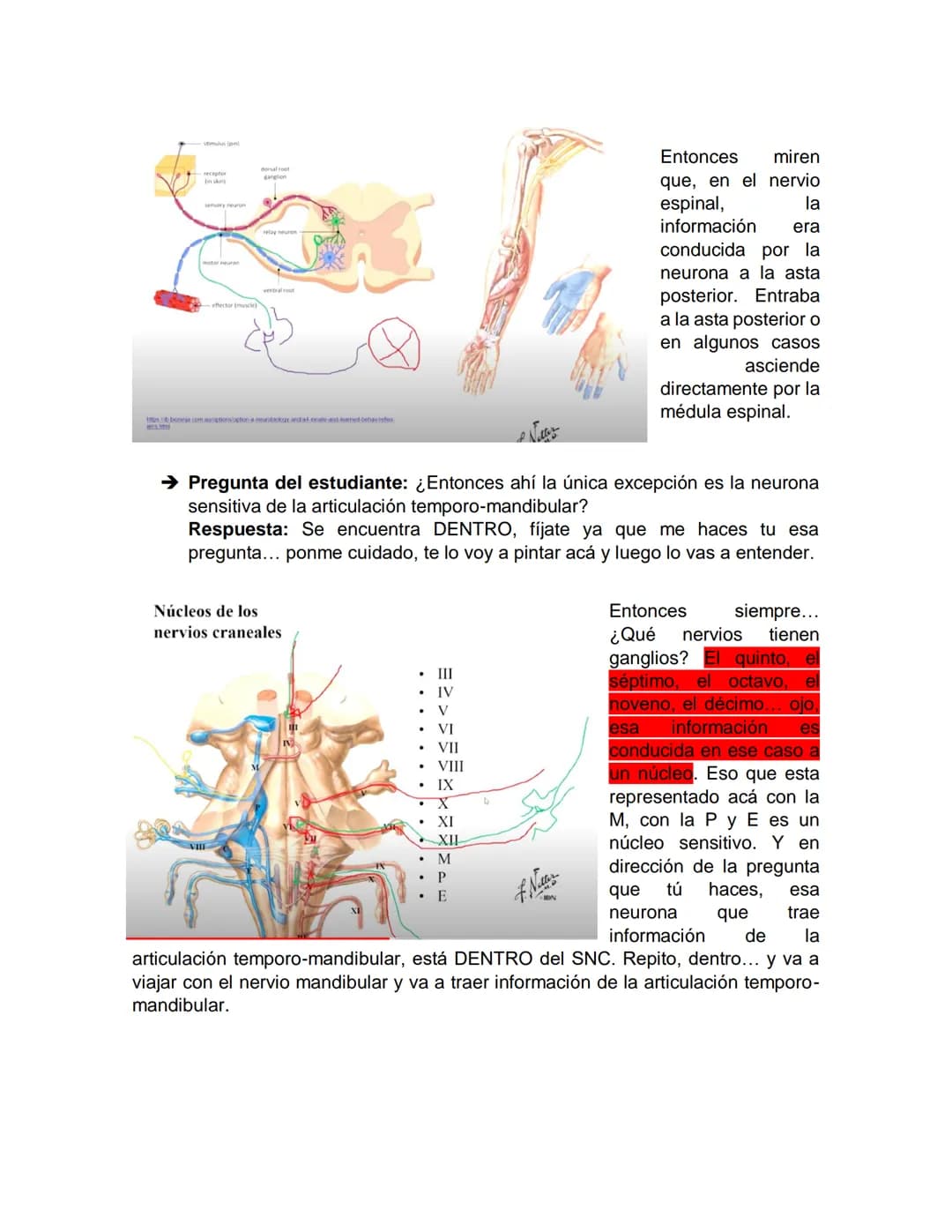 Sensory receptor
ORGANIZACIÓN DEL TEJIDO NERVIOSO
Sensory input
Integration
-Podemos partir de
unos principios de
organización general
del s