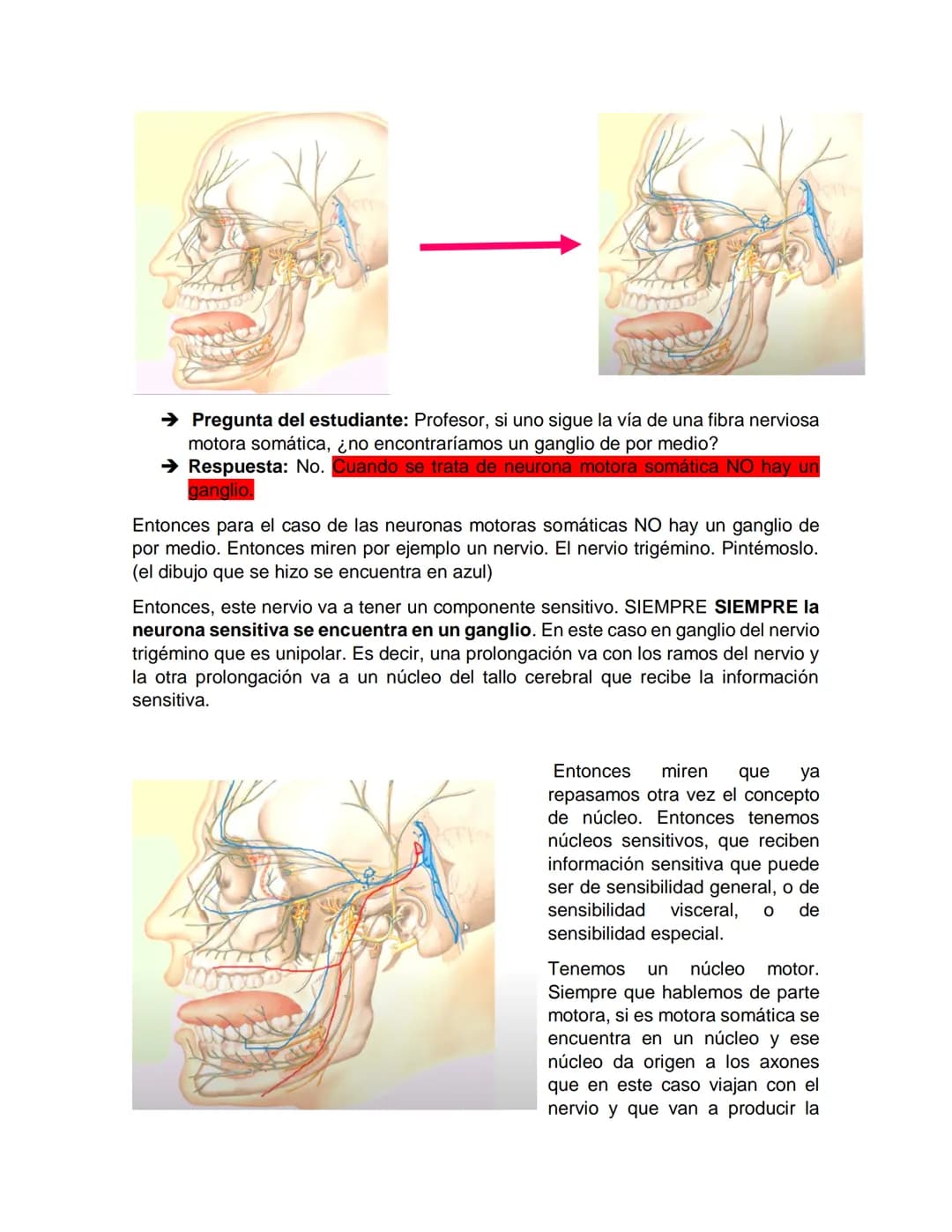Sensory receptor
ORGANIZACIÓN DEL TEJIDO NERVIOSO
Sensory input
Integration
-Podemos partir de
unos principios de
organización general
del s