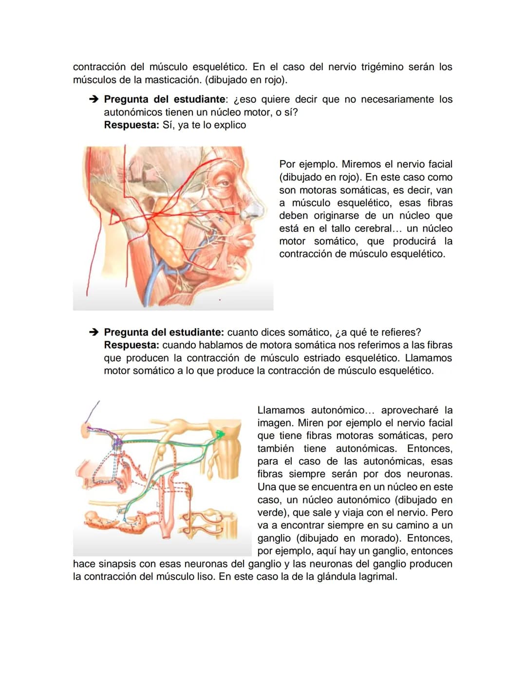 Sensory receptor
ORGANIZACIÓN DEL TEJIDO NERVIOSO
Sensory input
Integration
-Podemos partir de
unos principios de
organización general
del s