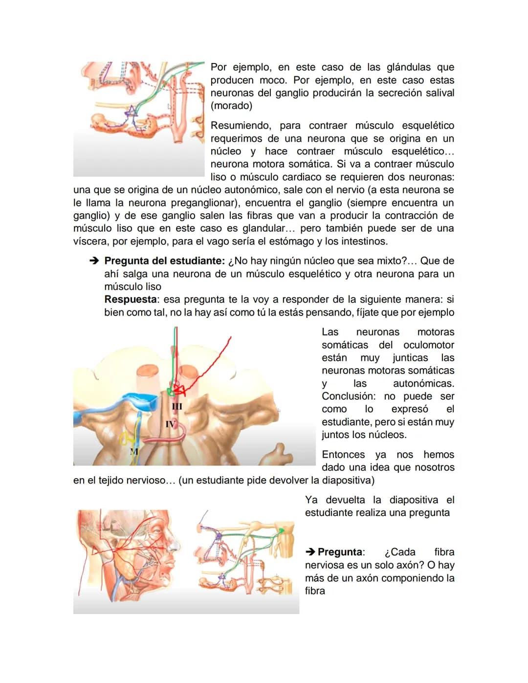 Sensory receptor
ORGANIZACIÓN DEL TEJIDO NERVIOSO
Sensory input
Integration
-Podemos partir de
unos principios de
organización general
del s