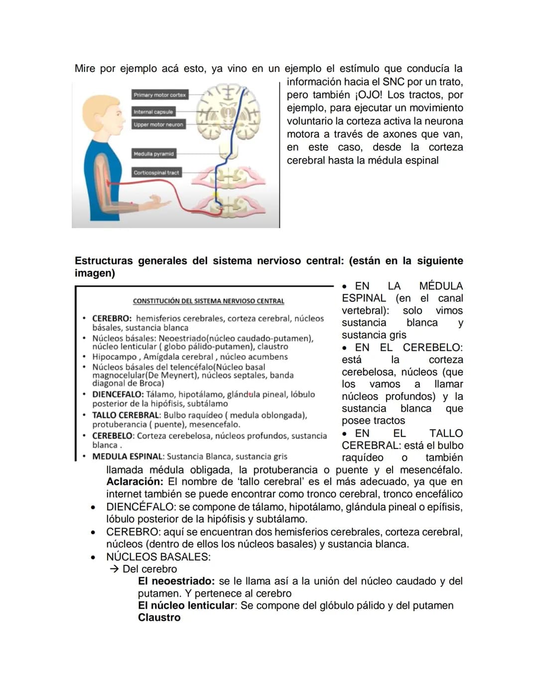Sensory receptor
ORGANIZACIÓN DEL TEJIDO NERVIOSO
Sensory input
Integration
-Podemos partir de
unos principios de
organización general
del s