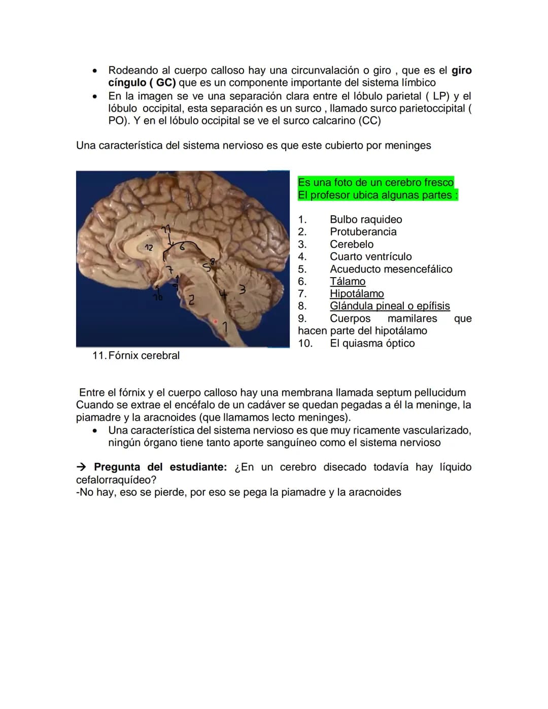 Sensory receptor
ORGANIZACIÓN DEL TEJIDO NERVIOSO
Sensory input
Integration
-Podemos partir de
unos principios de
organización general
del s