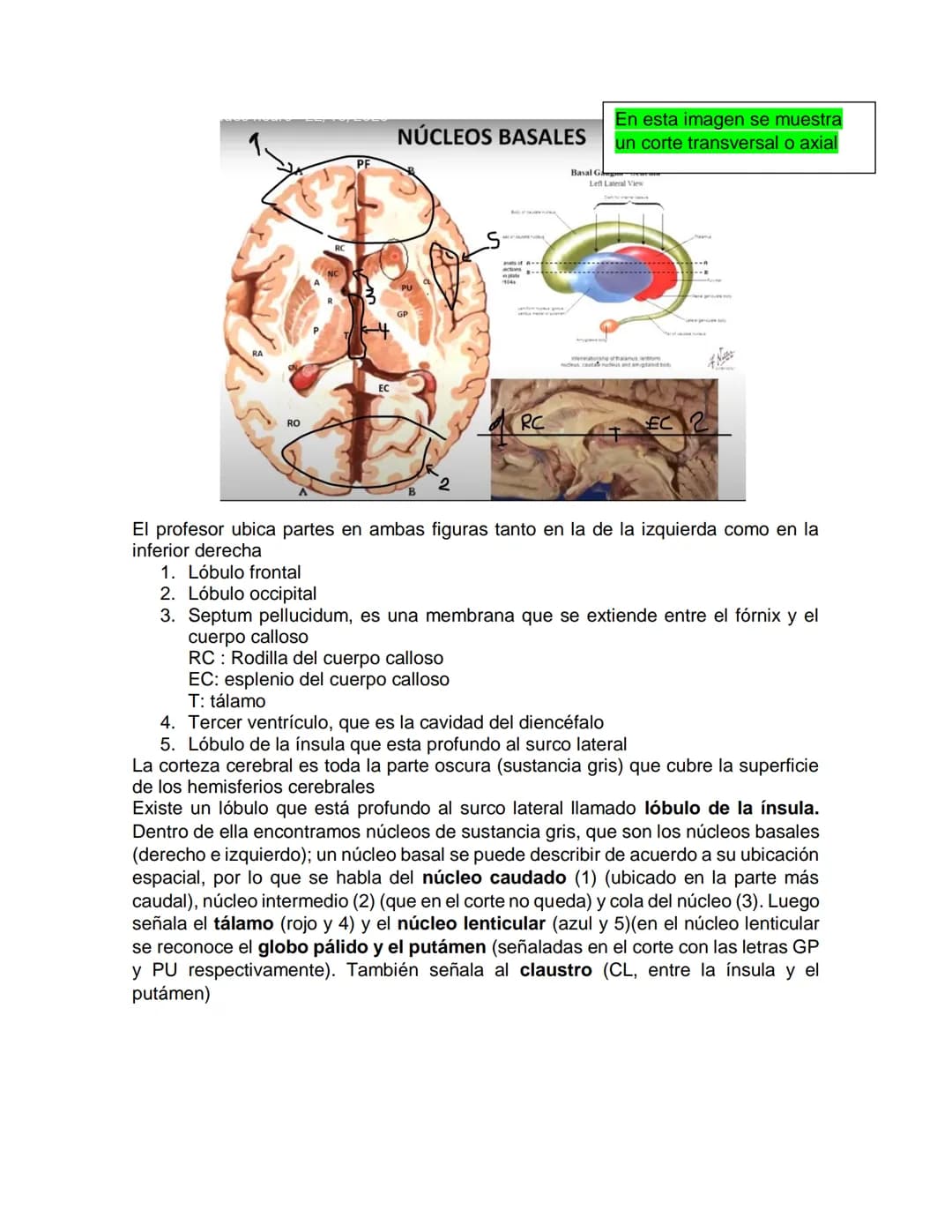 Sensory receptor
ORGANIZACIÓN DEL TEJIDO NERVIOSO
Sensory input
Integration
-Podemos partir de
unos principios de
organización general
del s