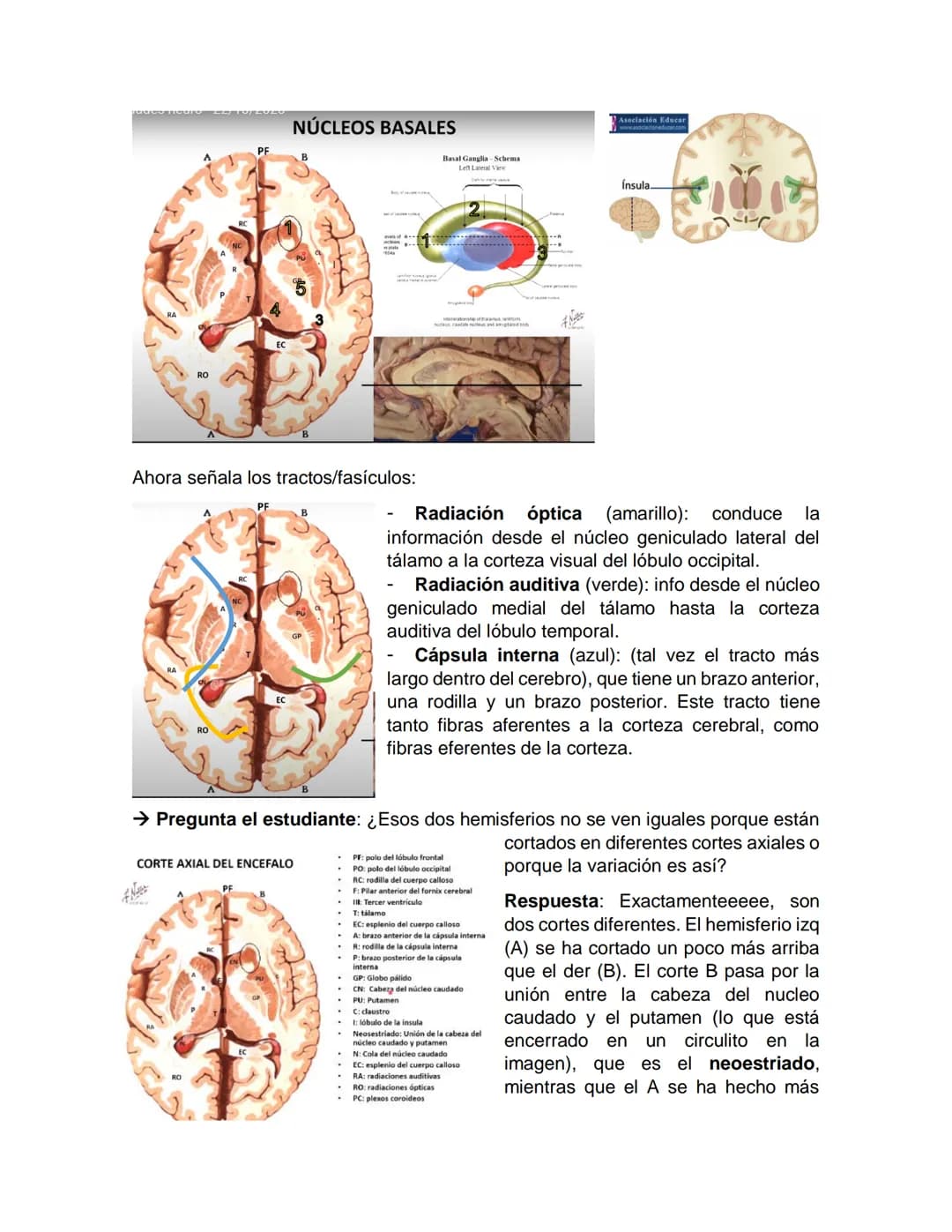Sensory receptor
ORGANIZACIÓN DEL TEJIDO NERVIOSO
Sensory input
Integration
-Podemos partir de
unos principios de
organización general
del s
