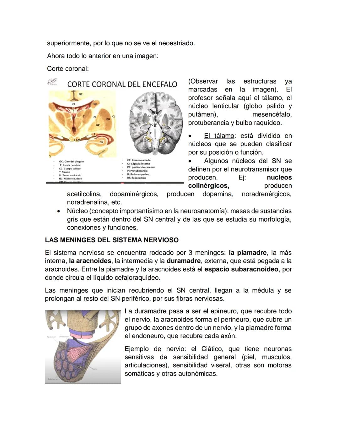 Sensory receptor
ORGANIZACIÓN DEL TEJIDO NERVIOSO
Sensory input
Integration
-Podemos partir de
unos principios de
organización general
del s