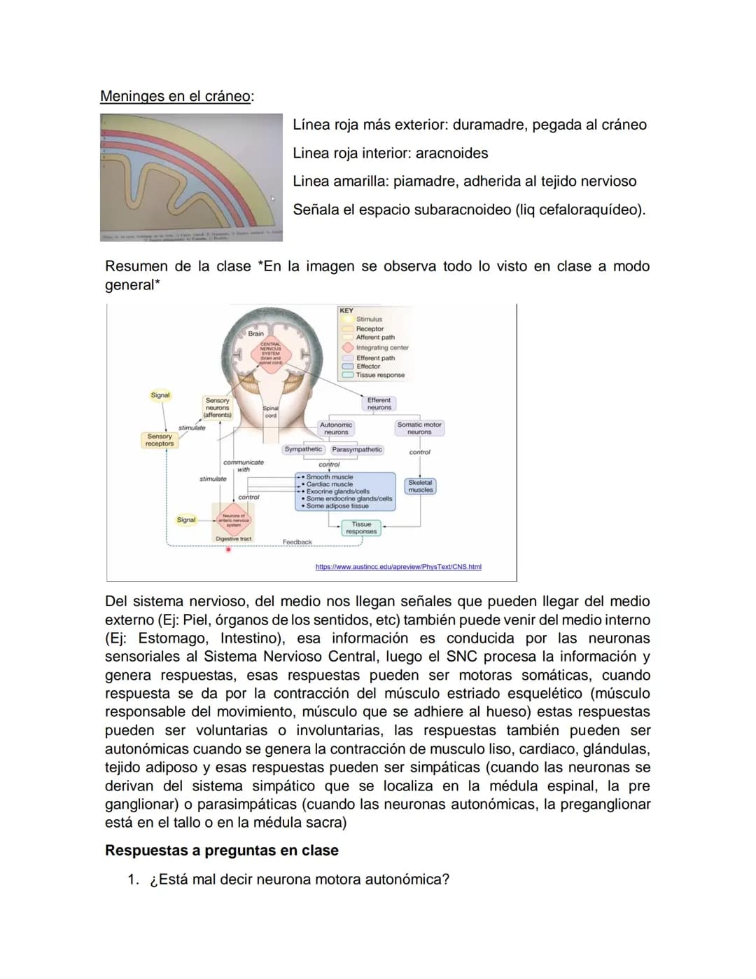 Sensory receptor
ORGANIZACIÓN DEL TEJIDO NERVIOSO
Sensory input
Integration
-Podemos partir de
unos principios de
organización general
del s