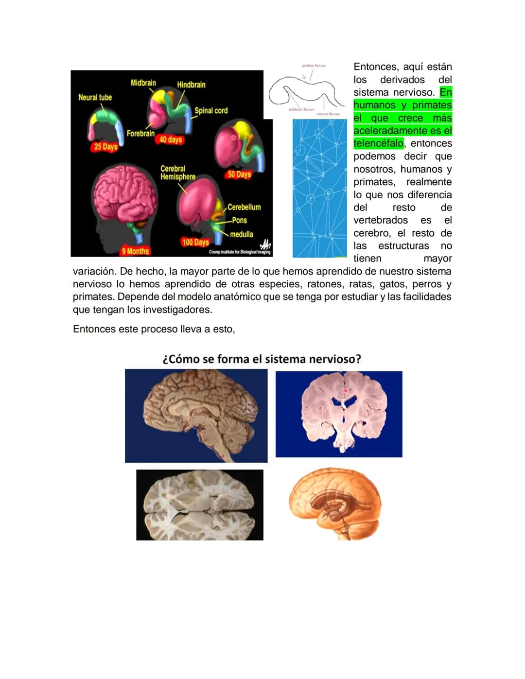 Sensory receptor
ORGANIZACIÓN DEL TEJIDO NERVIOSO
Sensory input
Integration
-Podemos partir de
unos principios de
organización general
del s