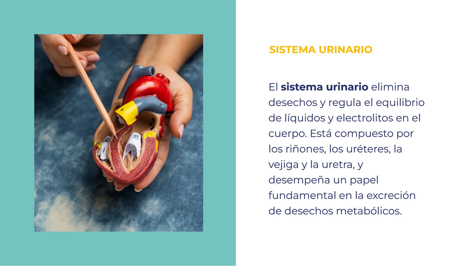 SISTEMAS DEL
CUERPO HUMANO:
UNA EXPLORACIÓN
INTEGRAL INTRODUCCIÓN
Bienvenidos a esta exploración
integral de los sistemas del
cuerpo humano.