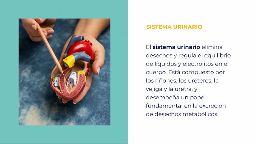 SISTEMAS DEL
CUERPO HUMANO:
UNA EXPLORACIÓN
INTEGRAL INTRODUCCIÓN
Bienvenidos a esta exploración
integral de los sistemas del
cuerpo humano.
