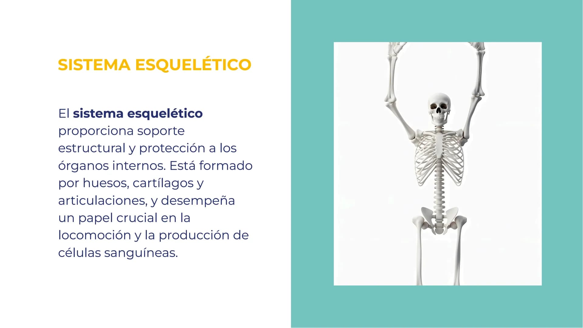 SISTEMAS DEL
CUERPO HUMANO:
UNA EXPLORACIÓN
INTEGRAL INTRODUCCIÓN
Bienvenidos a esta exploración
integral de los sistemas del
cuerpo humano.