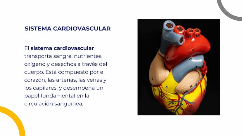 SISTEMAS DEL
CUERPO HUMANO:
UNA EXPLORACIÓN
INTEGRAL INTRODUCCIÓN
Bienvenidos a esta exploración
integral de los sistemas del
cuerpo humano.