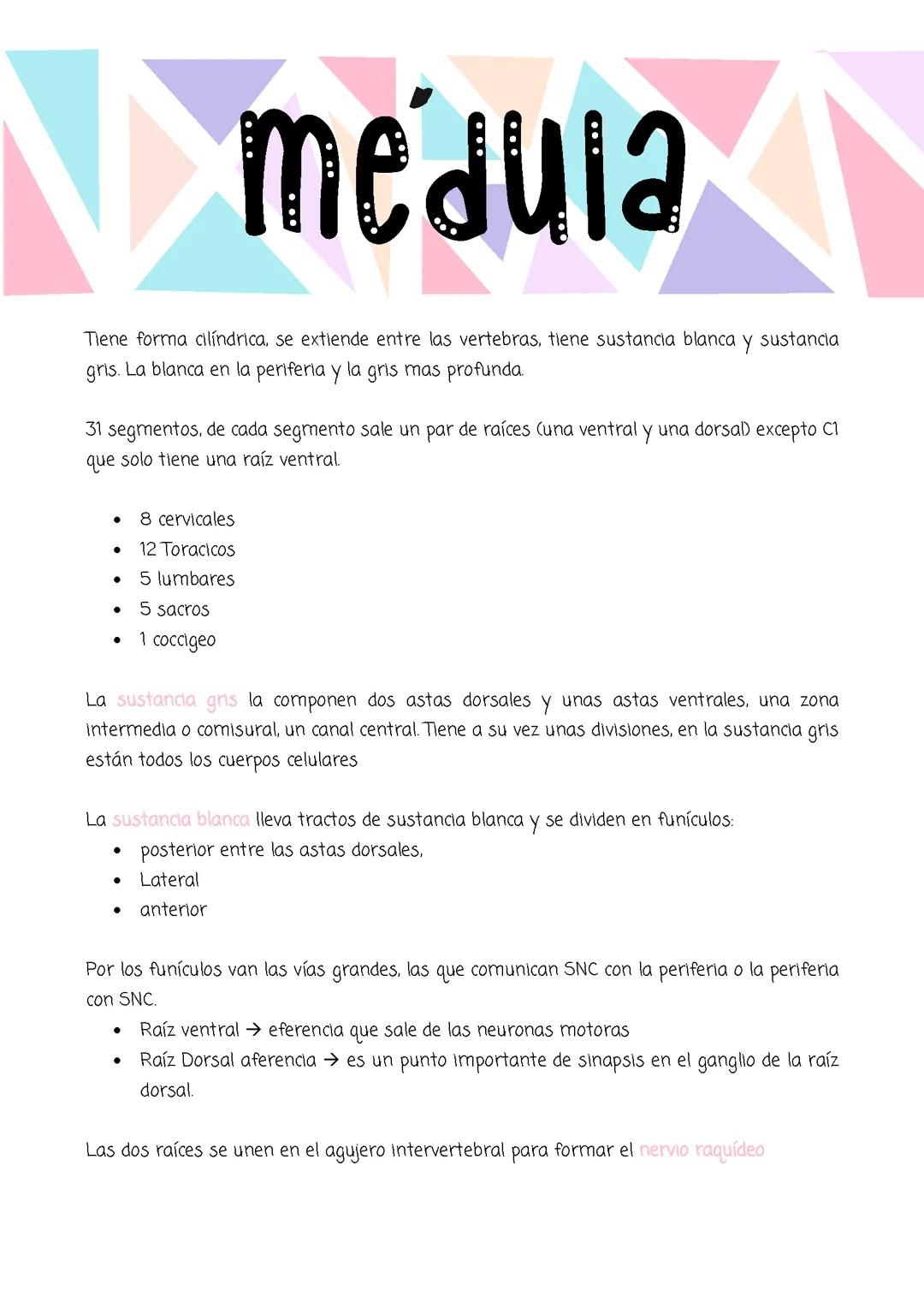 La Médula Espinal: Anatomía y Función