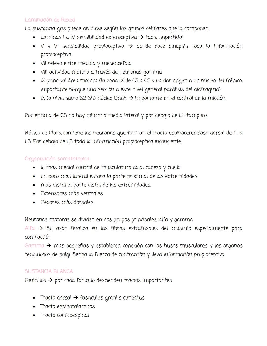 medula
Tiene forma cilíndrica, se extiende entre las vertebras, tiene sustancia blanca
gris. La blanca en la periferia y la gris mas profund