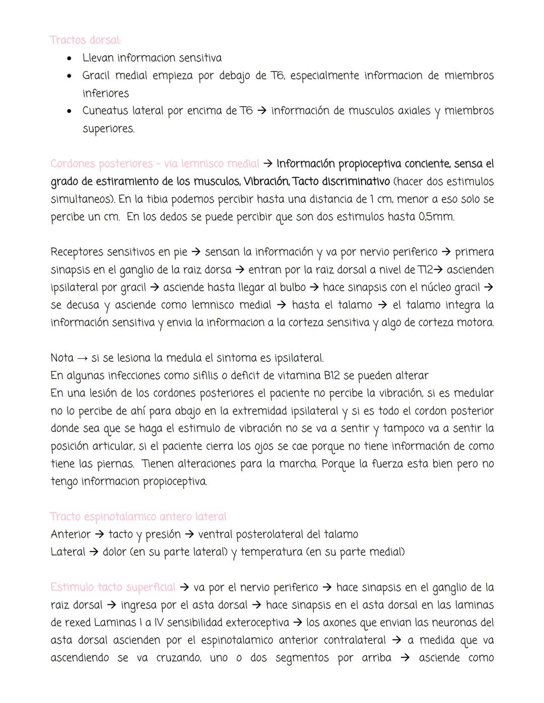 medula
Tiene forma cilíndrica, se extiende entre las vertebras, tiene sustancia blanca
gris. La blanca en la periferia y la gris mas profund