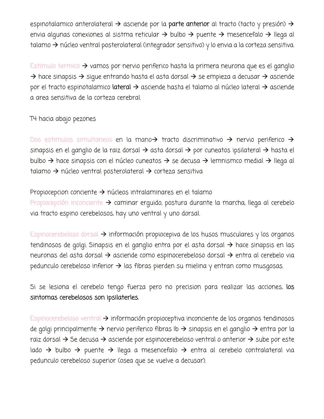 medula
Tiene forma cilíndrica, se extiende entre las vertebras, tiene sustancia blanca
gris. La blanca en la periferia y la gris mas profund