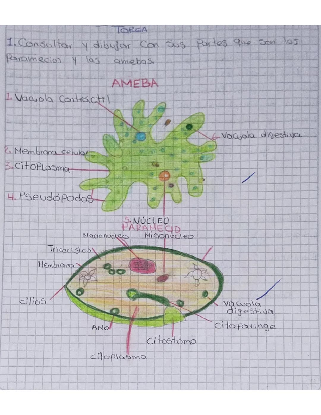 LA CÉLULA 