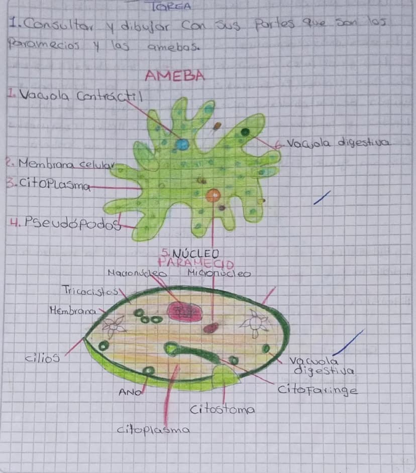 TOREA
1. Consultar y dibujar con sus partes que son
Paramecios y las
amebas
AMEBA
1. Vacola Contráctil
2. Membrana celular
3.citoplasma
4. P