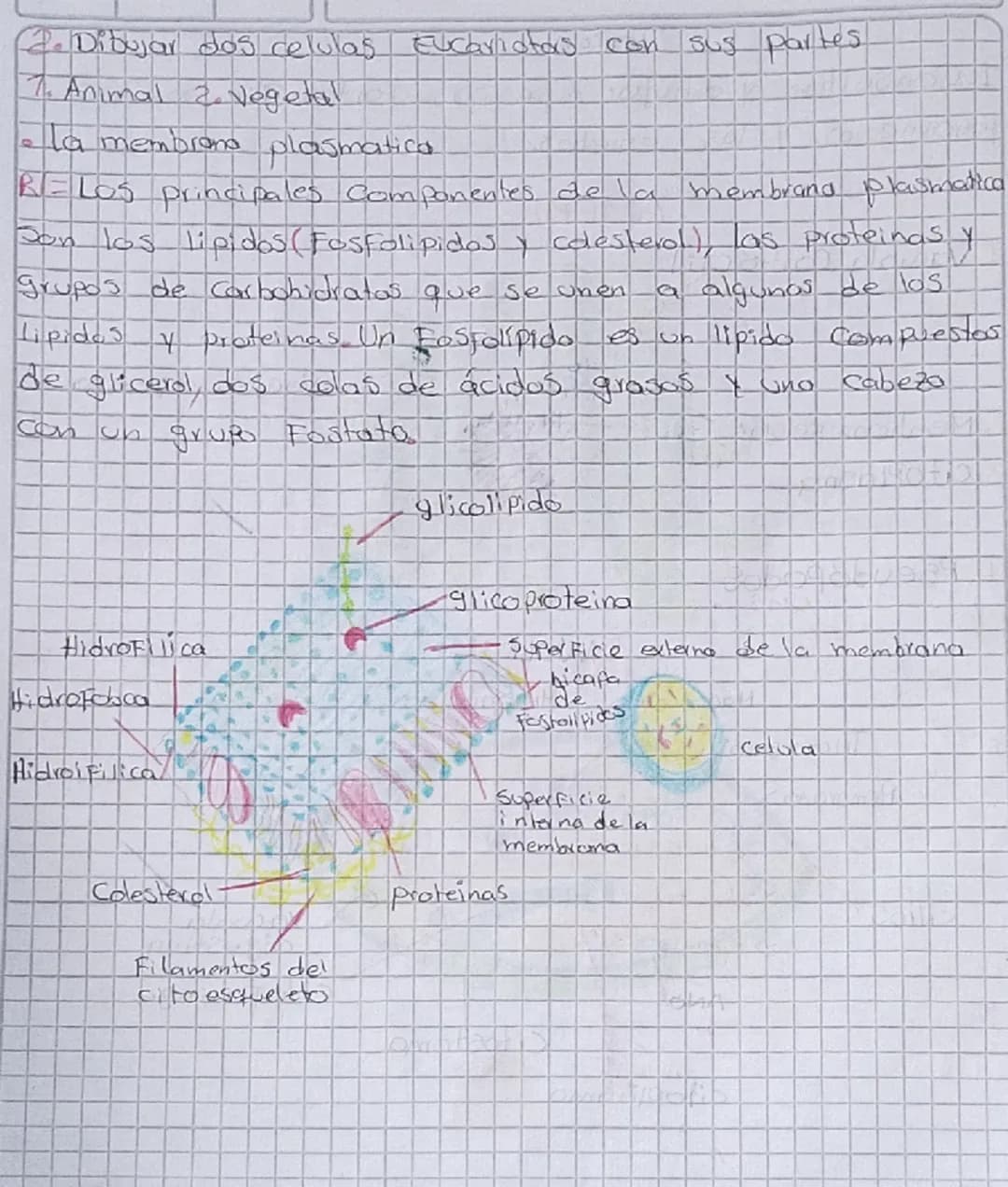 TOREA
1. Consultar y dibujar con sus partes que son
Paramecios y las
amebas
AMEBA
1. Vacola Contráctil
2. Membrana celular
3.citoplasma
4. P